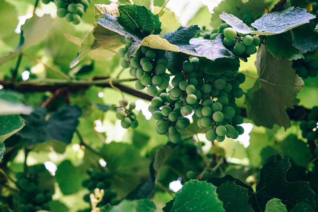 przepis na wino z zielonych winogron